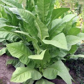 Red Rose, Tobacco Seed